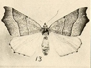 Pherne placeraria