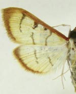 Sarabotys cupreicostalis