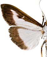 Cydalima perspectalis