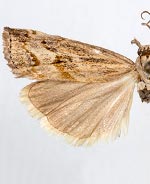 Neodactria daemonis