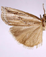 Thaumatopsis crenulatella