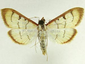 Sarabotys cupreicostalis