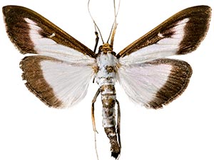 Cydalima perspectalis