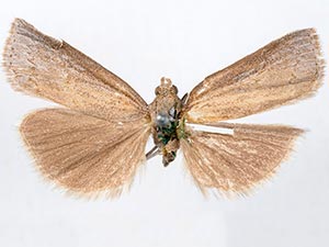 Neodactria murellus