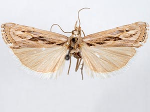 Parapediasia hulstellus