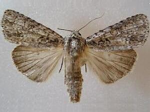 Acronicta increta