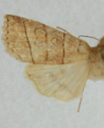 Pyreferra moffatiana