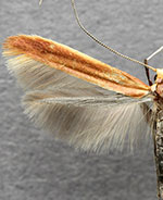 Caloptilia invariabilis