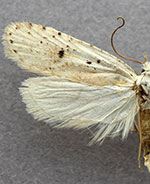 Exaeretia nivalis