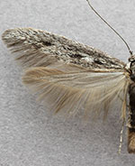 Scythris noricella