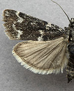 Catastia kistrandella