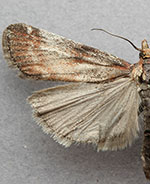 Philodema rhoiella