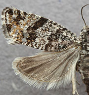 Argyroploce concretana
