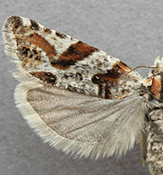 Eucosma insignata