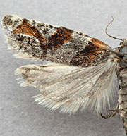 Eucosma camdenana