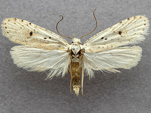 Exaeretia nivalis