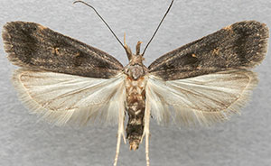 Dichomeris levisella