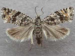 Argyroploce concretana