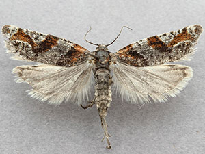 Eucosma camdenana