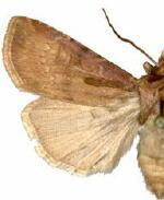 Agrotis vancouverensis