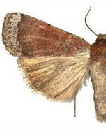 Abagrotis nefascia