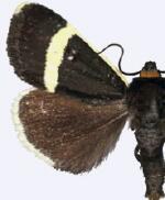 Pseudalypia crotchii