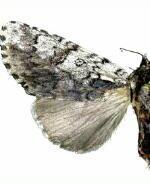 Acronicta impressa