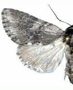 Acronicta othello