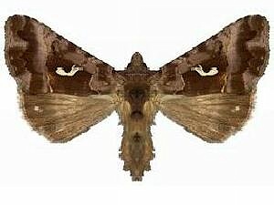 Autographa labrosa