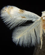 Opostegoides scioterma