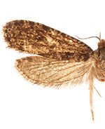 Montescardia fuscofasciella