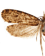 Montescardia fuscofasciella