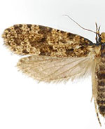 Montescardia fuscofasciella