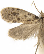 Amydria brevipennella