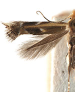 Bucculatrix polymniae