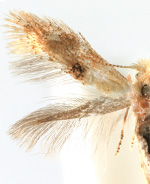 Bucculatrix luteella