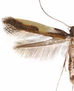 Caloptilia porphyretica