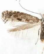 Parornix betulae