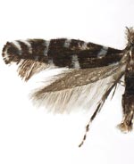 Parornix kalmiella