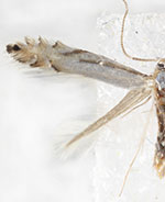 Phyllonorycter argentifimbriella