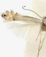 Phyllonorycter quercialbella