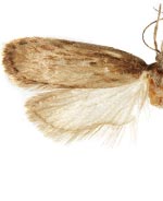 Depressaria artemisiella