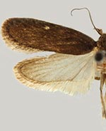 Depressaria leptotaeniae