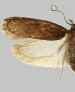 Depressaria leptotaeniae