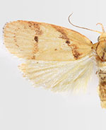Himmacia diligenda