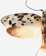 Ethmia notatella