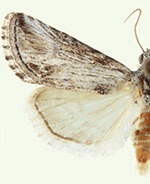 Sympistis gracillinea