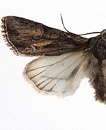 Lacinipolia sareta