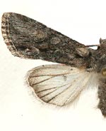 Lacinipolia sareta