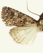 Dichagyris broui